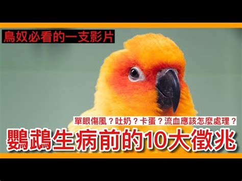 小鳥死掉怎麼處理|接獲民眾通報鳥禽死亡屍體之處理標準流程